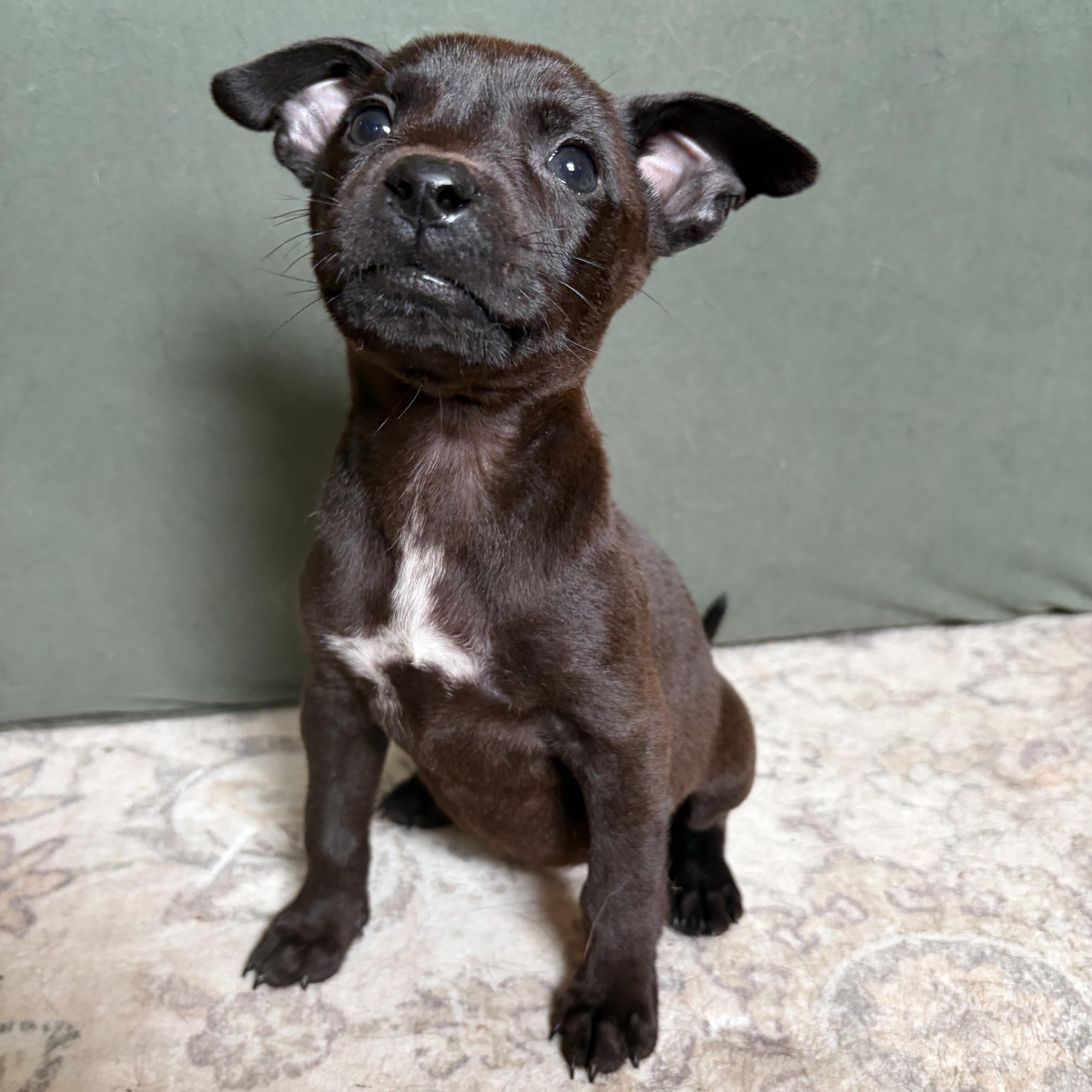 A baby small-sized female Black Chihuahua dog named Tootsie for adoption in Greensboro, NC