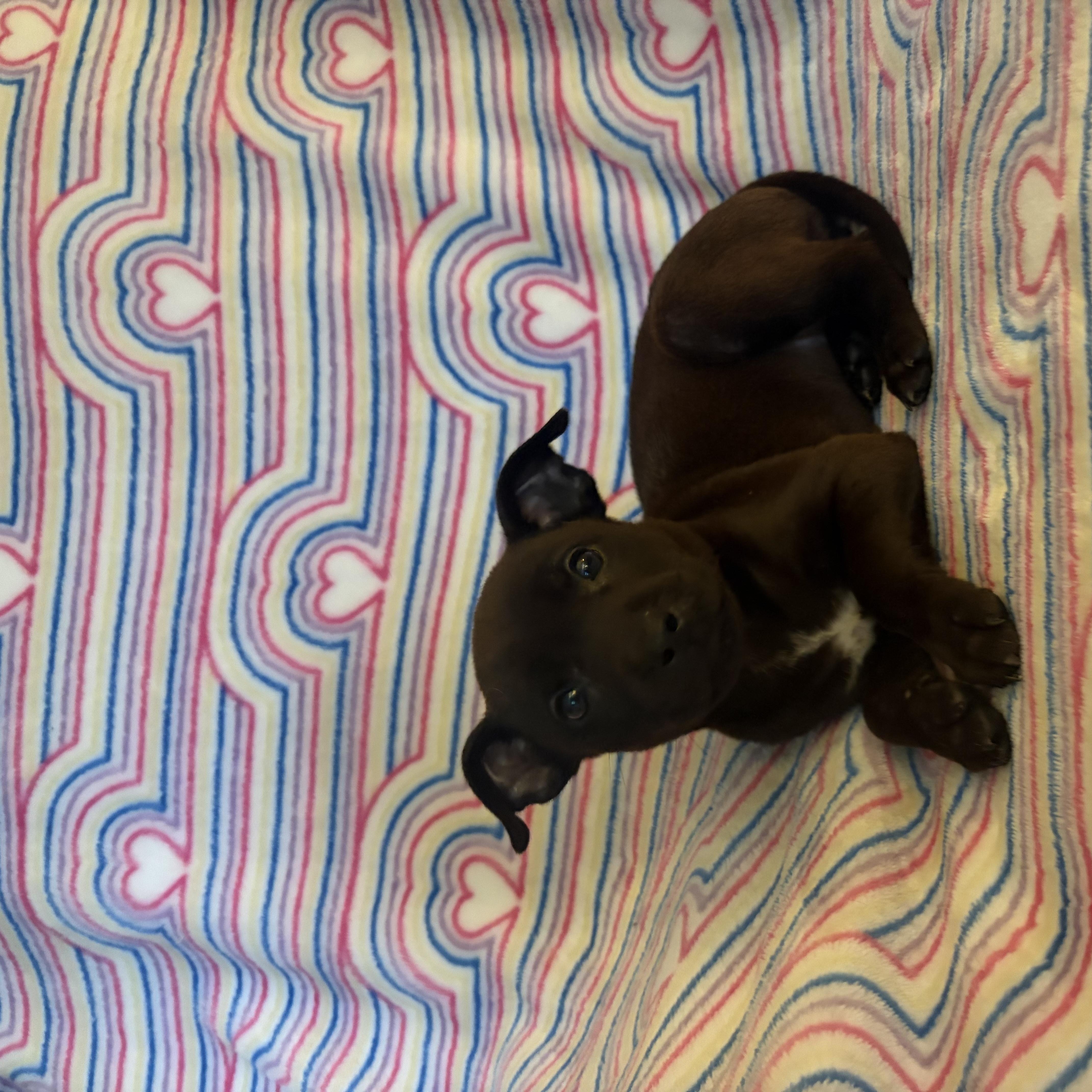 Tootsie thumbnail 2