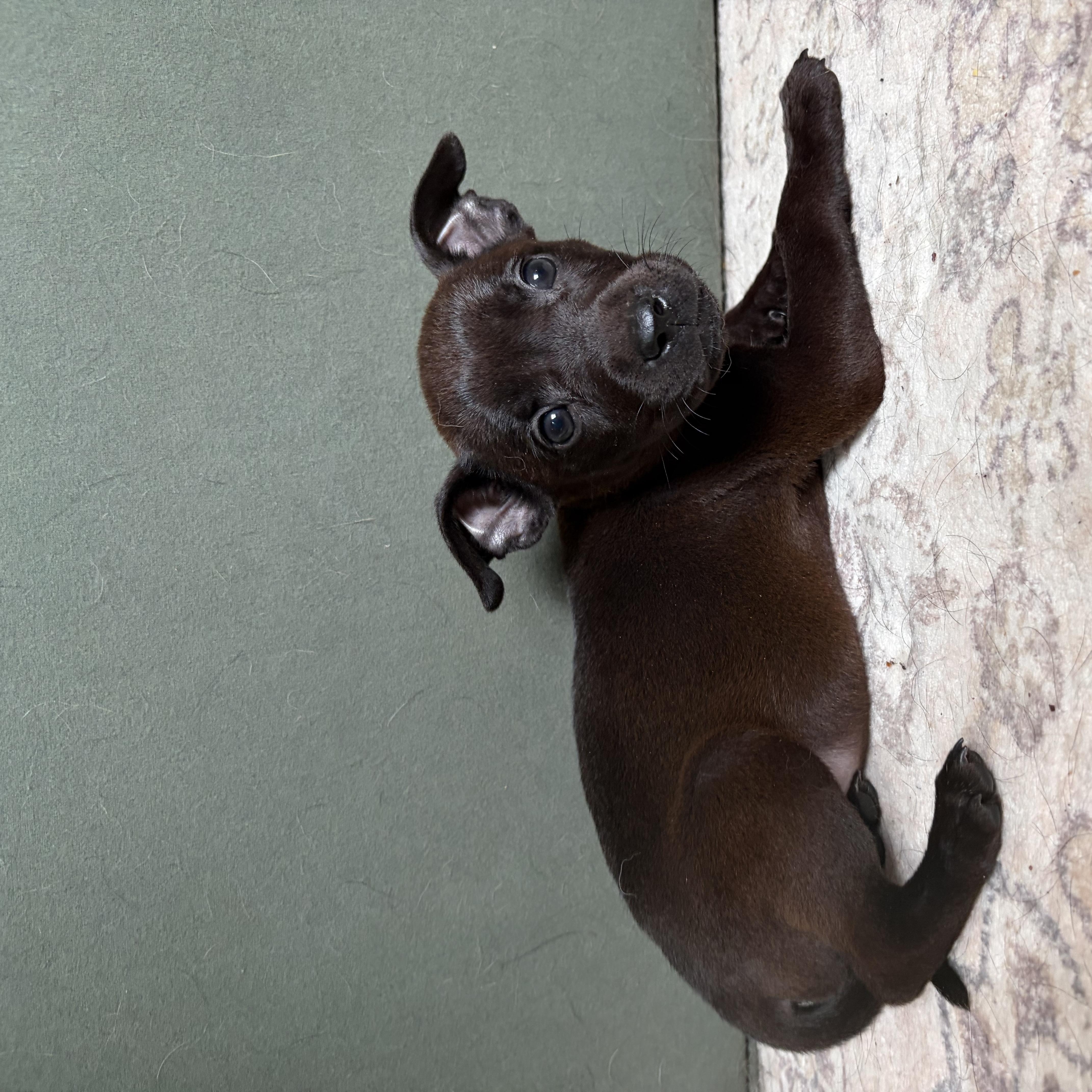 Tootsie thumbnail 4