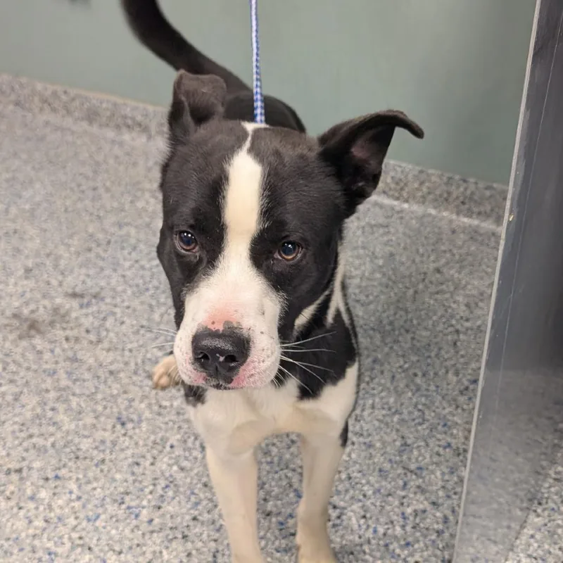 An adult medium-sized male Black Border Collie dog named Nebula for adoption in Greenville, SC