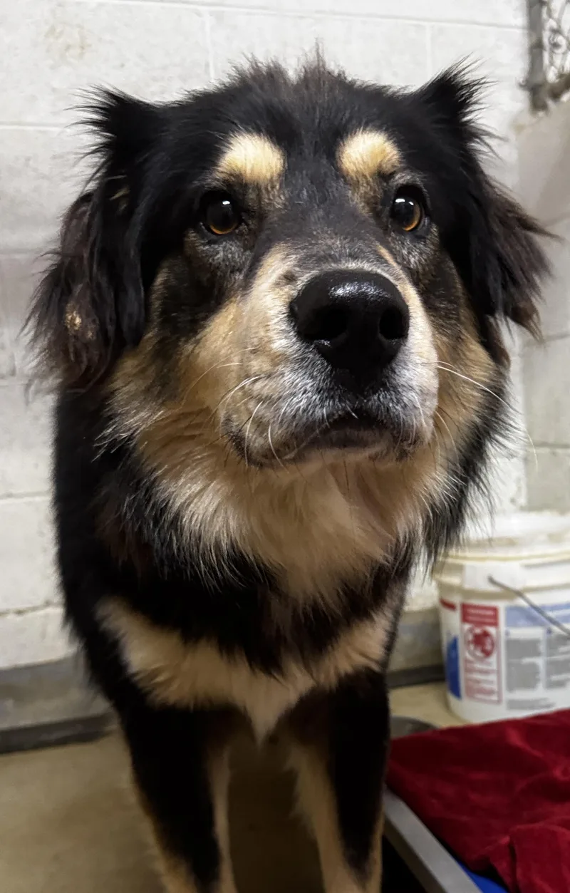 An adult large-sized male Australian Shepherd dog named Kris for adoption in Rogersville, TN