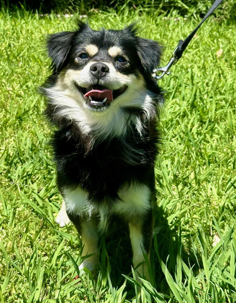 An adult small-sized male Cavalier King Charles Spaniel dog named Radish for adoption in Palo Alto, CA
