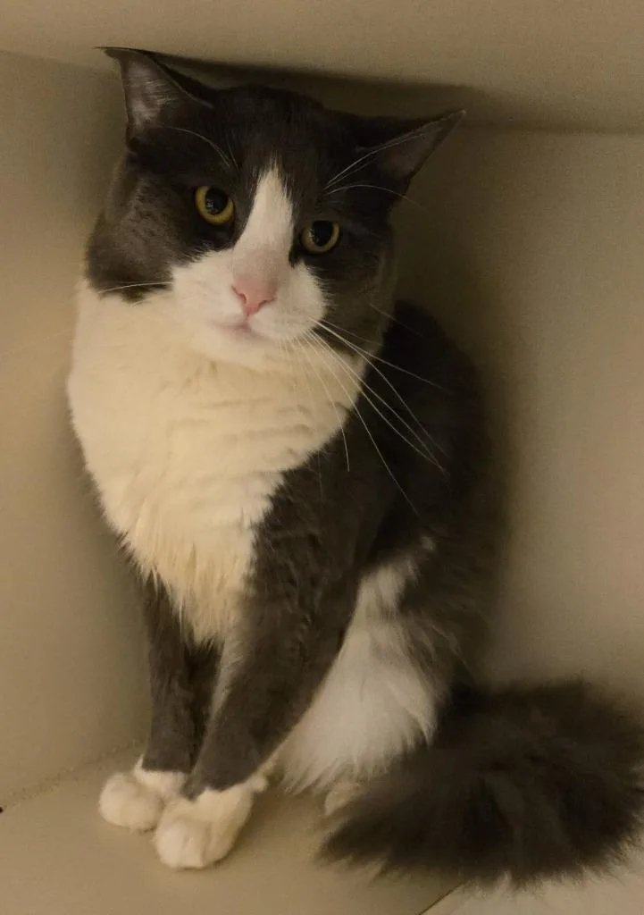 A young medium-sized male Domestic Medium Hair cat named David Heath Cliff for adoption in Windsor, CT