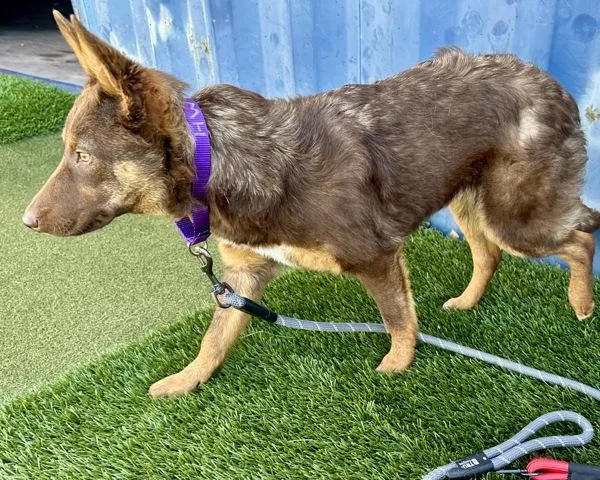 A young medium-sized female Australian Cattle Dog / Blue Heeler dog named Churro for adoption in Novato, CA