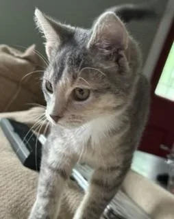 A baby medium-sized female Dilute Calico Domestic Short Hair cat named Daphne for adoption in Lemoyne, PA