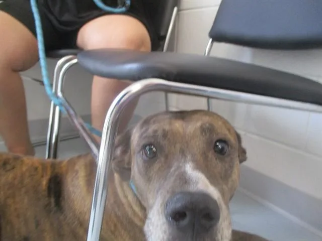 An adult large-sized female Pit Bull Terrier dog named Princess for adoption in Ocala, FL