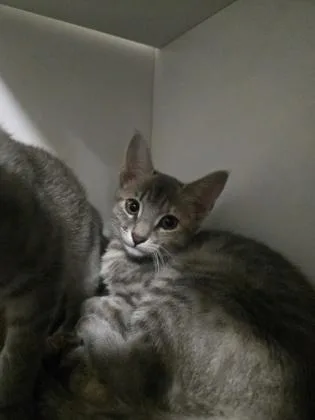 A baby small-sized female Domestic Short Hair cat named Honey for adoption in Savannah, GA