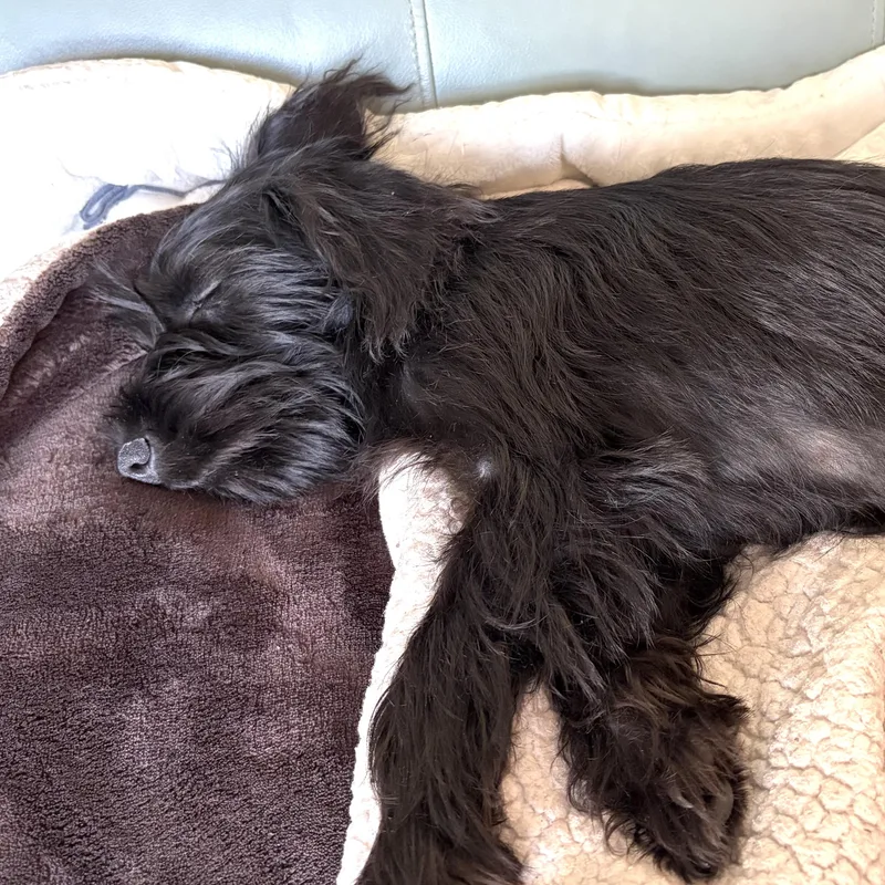 A baby small-sized female Black Scottish Terrier dog named Charlotte for adoption in Prior Lake, MN