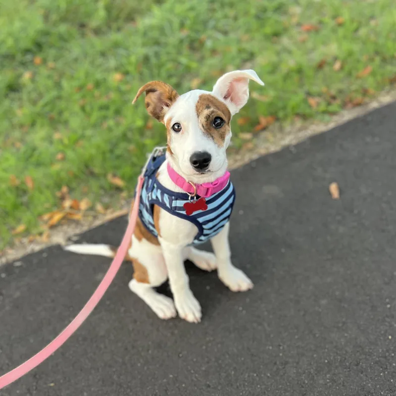 A baby medium-sized female White / Cream Mixed Breed dog named Peaches for adoption in Prior Lake, MN