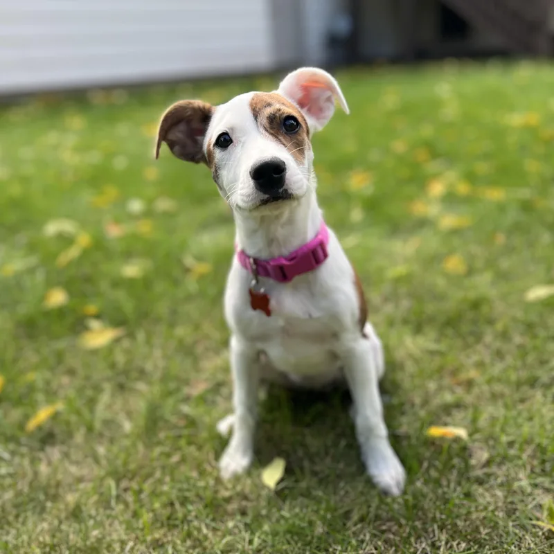 Peaches thumbnail 4