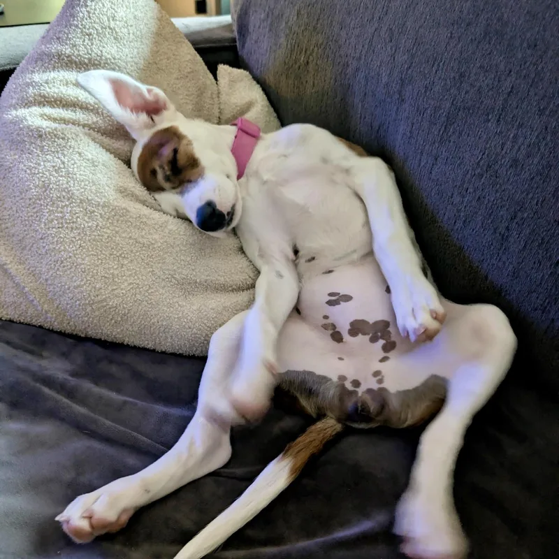 Peaches thumbnail 5