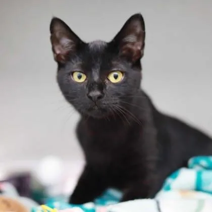 A baby small-sized male Black Domestic Short Hair cat named Charles for adoption in Atlanta, GA