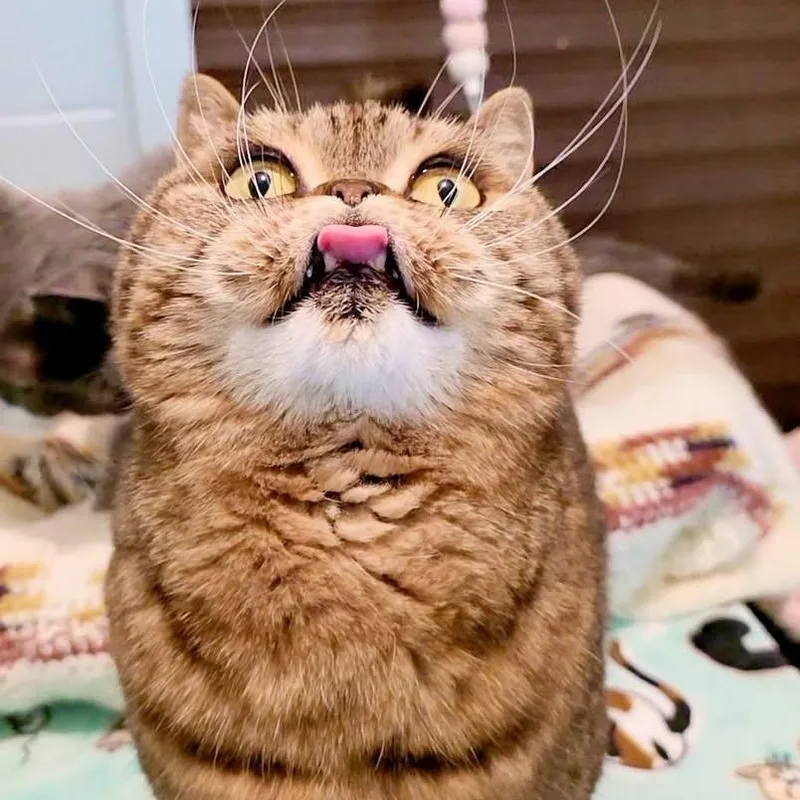 An adult medium-sized female Tabby (Brown / Chocolate) Scottish Fold cat named Luna Fluffington for adoption in Smithtown, NY