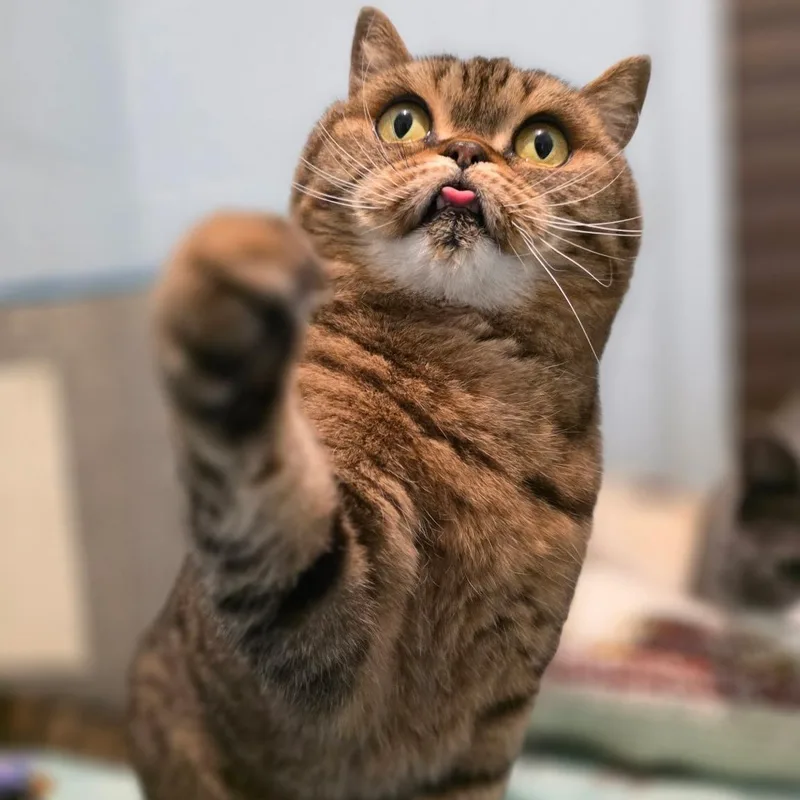 Luna Fluffington thumbnail 2