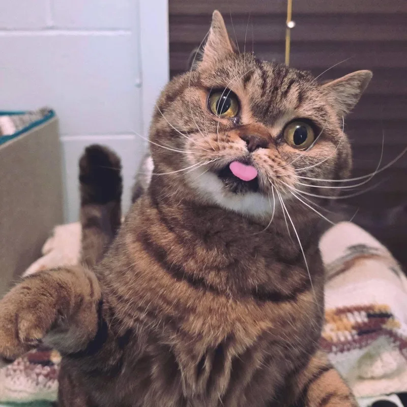 Luna Fluffington thumbnail 3