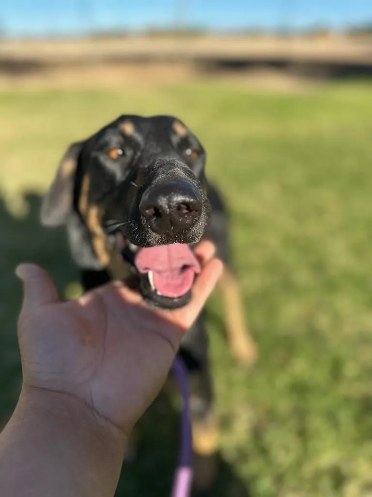 A young large-sized female Doberman Pinscher dog named Malina for adoption in santa monica, CA