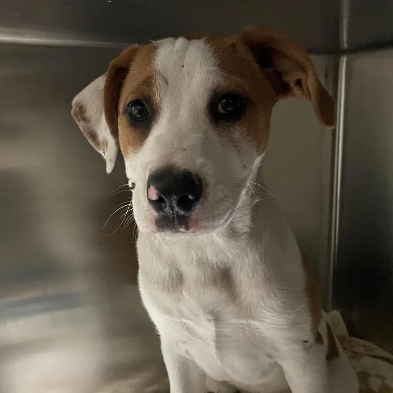 A baby small-sized female White / Cream Pit Bull Terrier dog named Tater Tot for adoption in Pasadena, CA