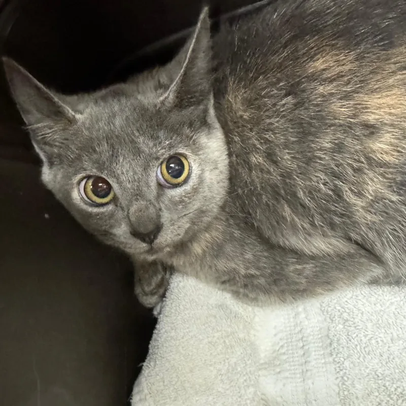 An adult small-sized female Domestic Short Hair cat named Draculaura for adoption in York, PA