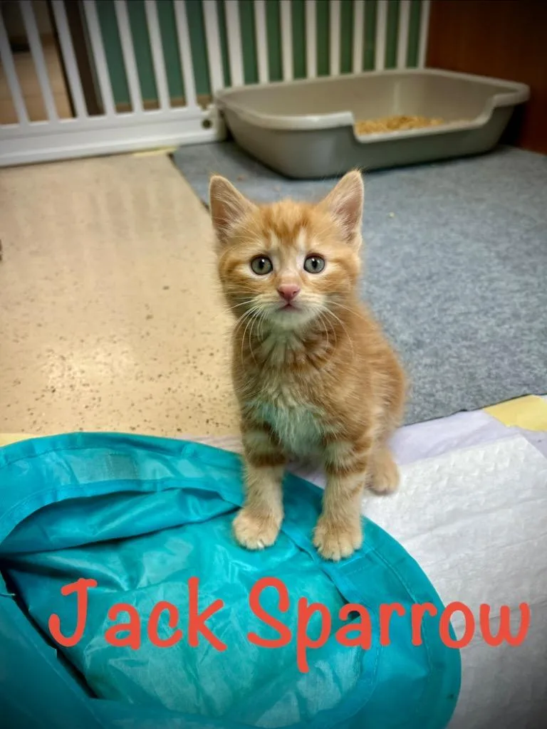 A baby small-sized male Domestic Short Hair cat named Jack Sparrow for adoption in West Union, OH