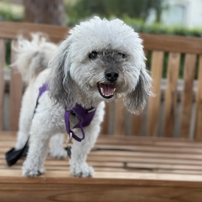 Annie