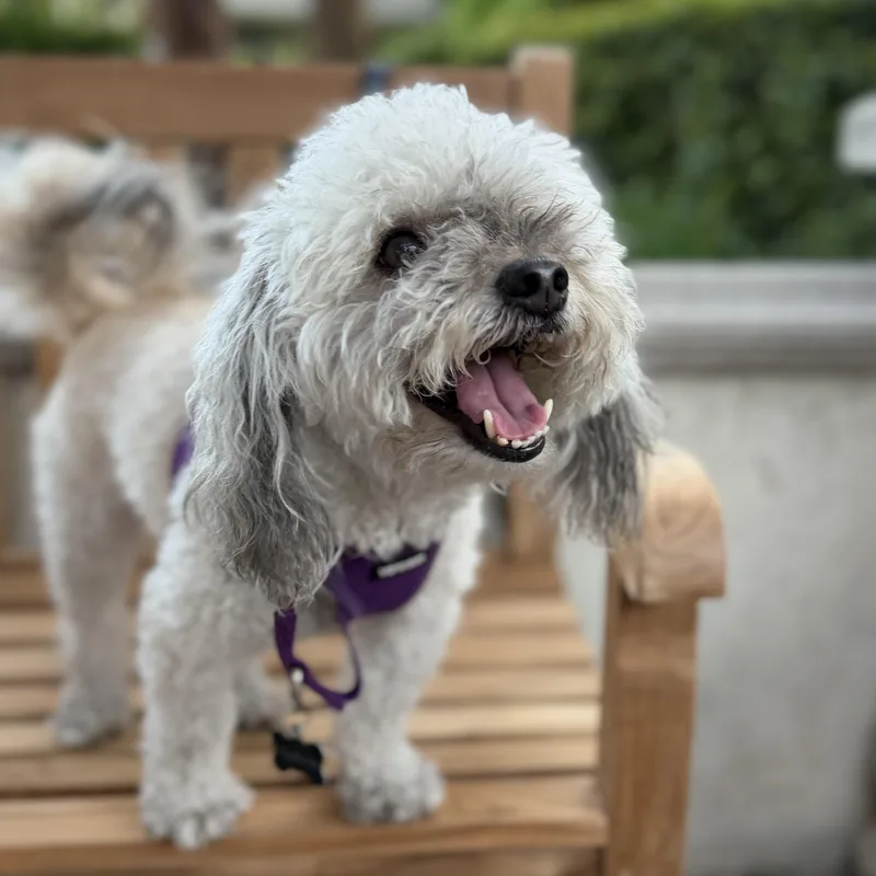 Annie thumbnail 3