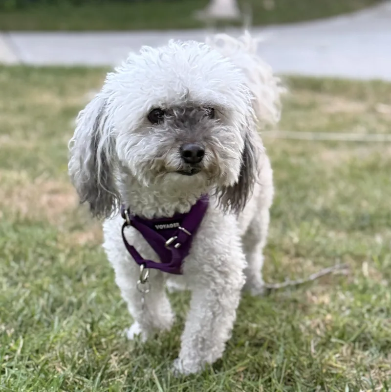 Annie thumbnail 4