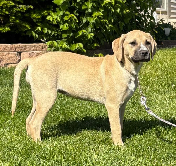 A baby large-sized female Yellow / Tan / Blond / Fawn Boxer dog named Strawberry for adoption in Naperville, IL
