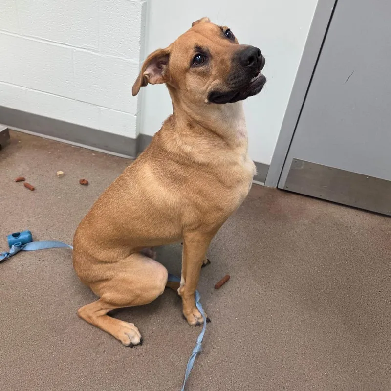 A young small-sized male Yellow / Tan / Blond / Fawn Bloodhound dog named Bjorn for adoption in Chattanooga, TN