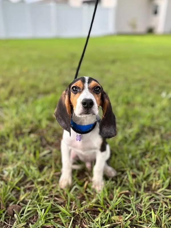 A baby medium-sized male Tricolor (Brown, Black, & White) Beagle dog named Patch for adoption in Aiken, SC