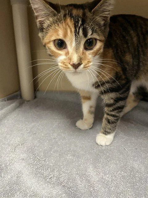 A baby small-sized female Calico Domestic Short Hair cat named Navi for adoption in Raleigh, NC