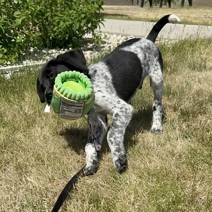 A baby medium-sized male Mixed Breed dog named Bodhi for adoption in Janesville, WI