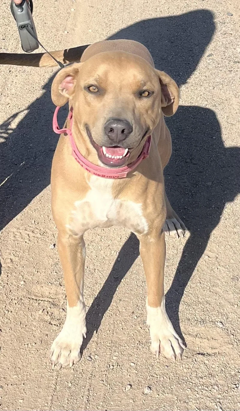 An adult medium-sized male Beagle dog named Bingo for adoption