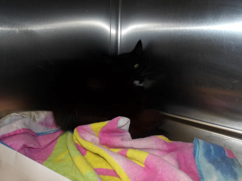 A young small-sized male Domestic Short Hair cat named Peluche for adoption in Los Angeles, CA