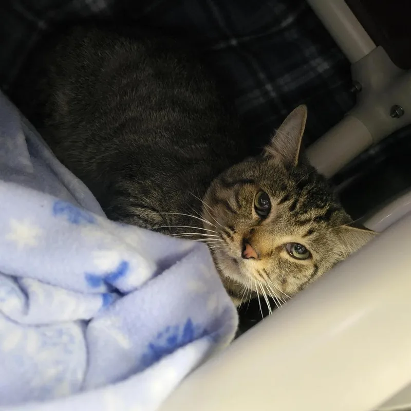 An adult medium-sized male Brown / Chocolate Domestic Short Hair cat named Arturo for adoption in Grand Rapids, MI