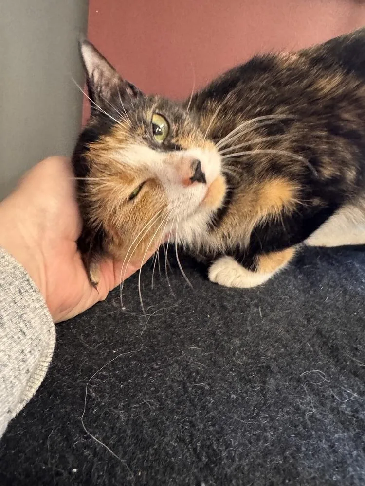 A young medium-sized female Domestic Short Hair cat named Amethyst for adoption in Plymouth, MI
