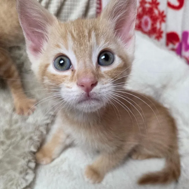 A baby small-sized female Orange / Red Domestic Short Hair cat named Prequel for adoption in Chattanooga, TN