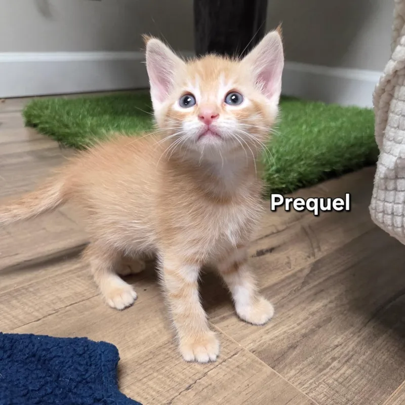 Prequel thumbnail 2