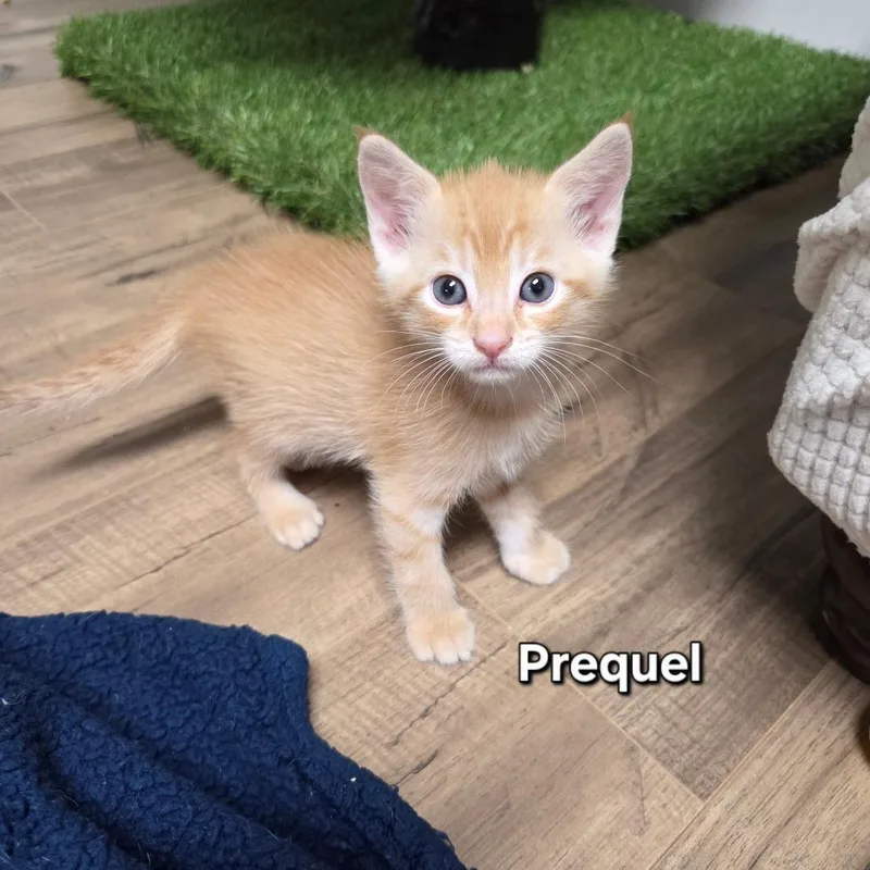 Prequel thumbnail 6