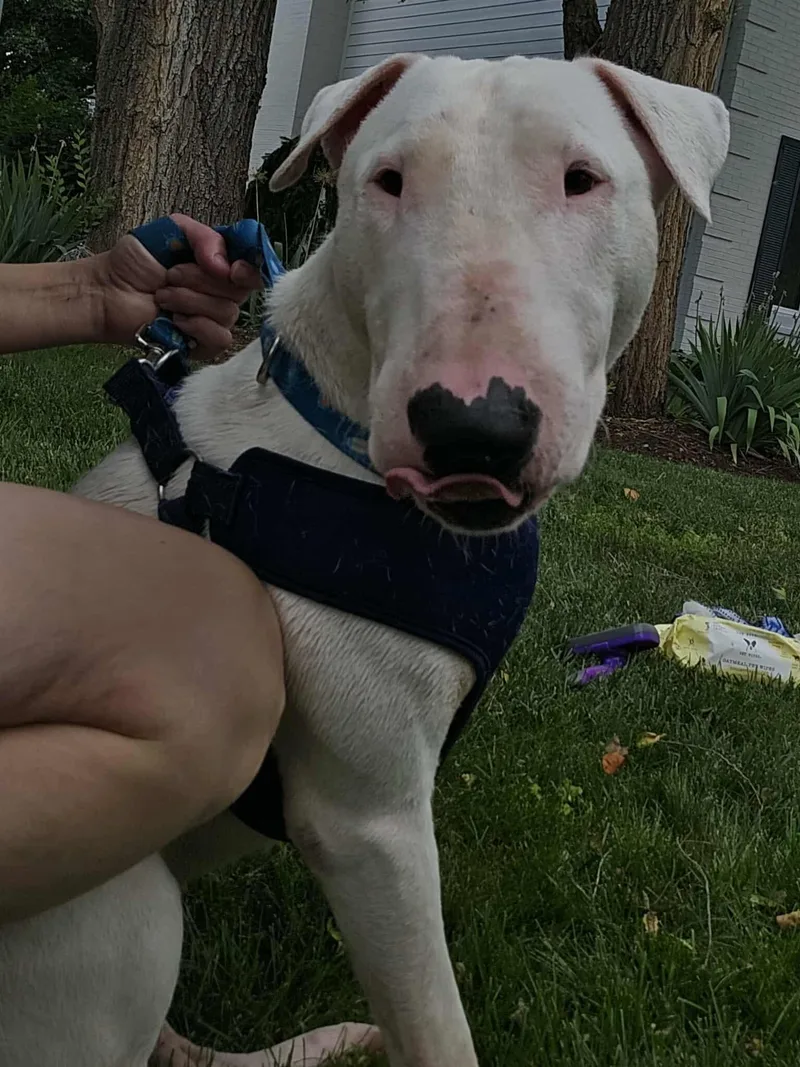 An adult large-sized male Bull Terrier dog named Benjamin for adoption in New York, NY