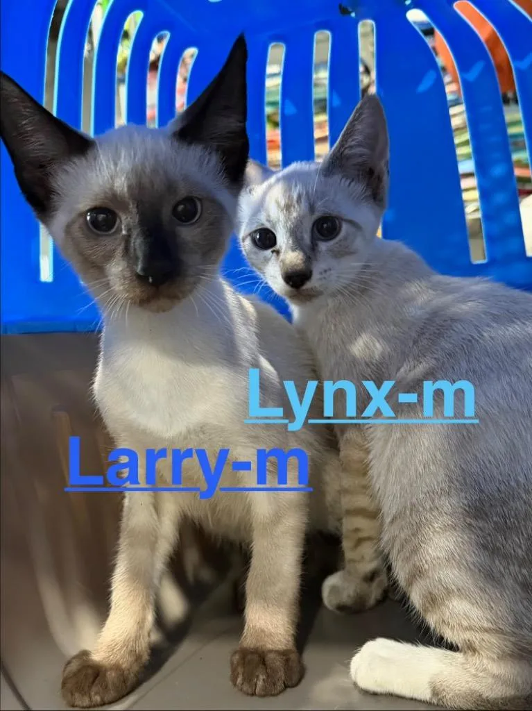 A baby small-sized male Siamese cat named Lynx for adoption in Brookhaven, MS