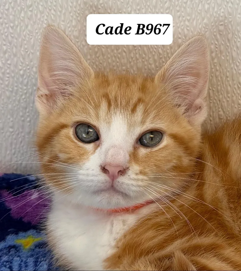 Cade