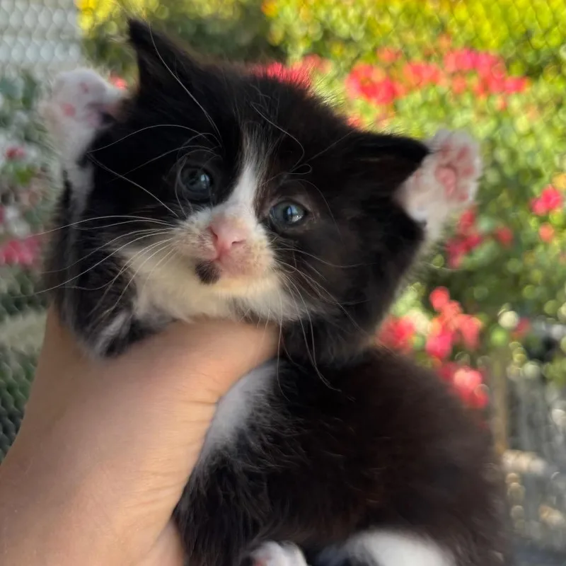 A baby small-sized female Black Domestic Long Hair cat named Willow for adoption in Tustin, CA