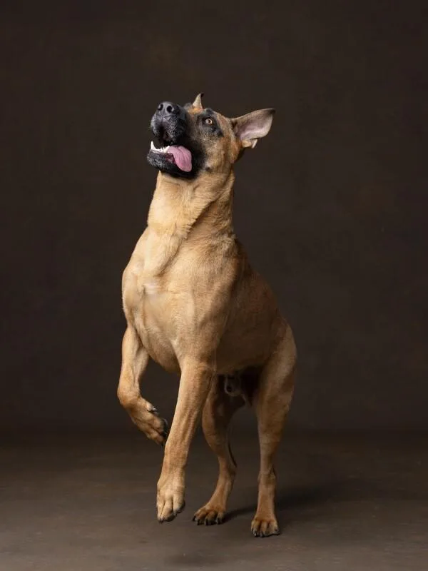 An adult large-sized male Brown / Chocolate Great Dane dog named Frappuccino for adoption in Manhattan Beach, CA