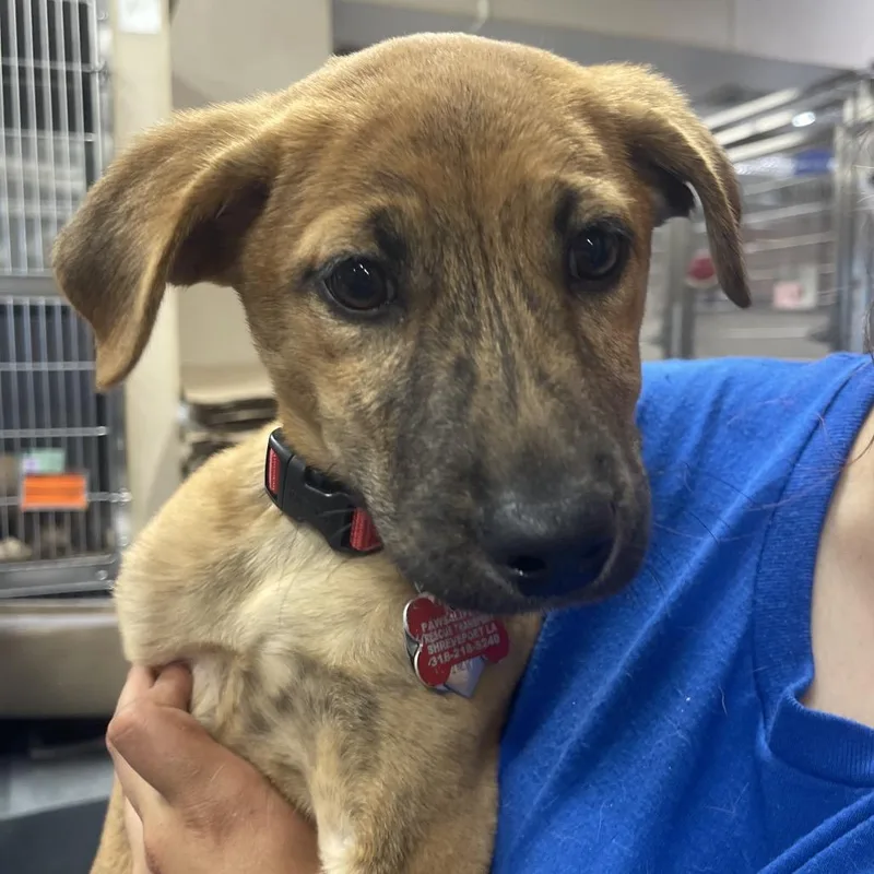 A baby small-sized female Mixed Breed dog named LA Prue for adoption in Port Washington, NY