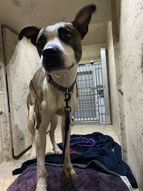 An adult medium-sized male Mastiff dog named Dragon for adoption in Indianapolis, IN