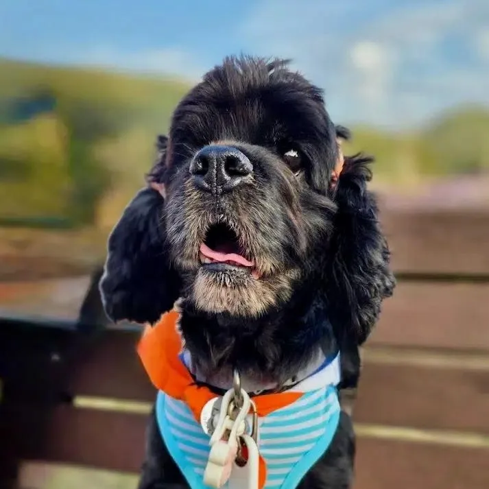 An adult small-sized female Cocker Spaniel dog named Dory for adoption in South San Francisco, CA