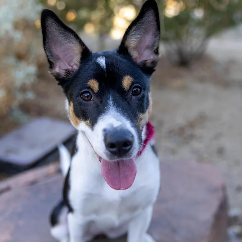 A young medium-sized female Brown / Chocolate Mixed Breed dog named Rosie for adoption in Palm Springs, CA