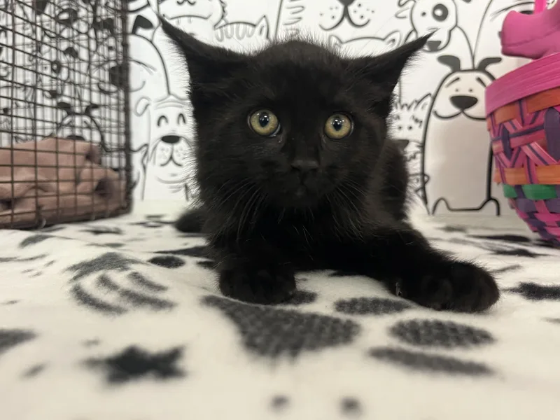 A baby small-sized male Domestic Short Hair cat named Thomas for adoption in San Pedro, CA