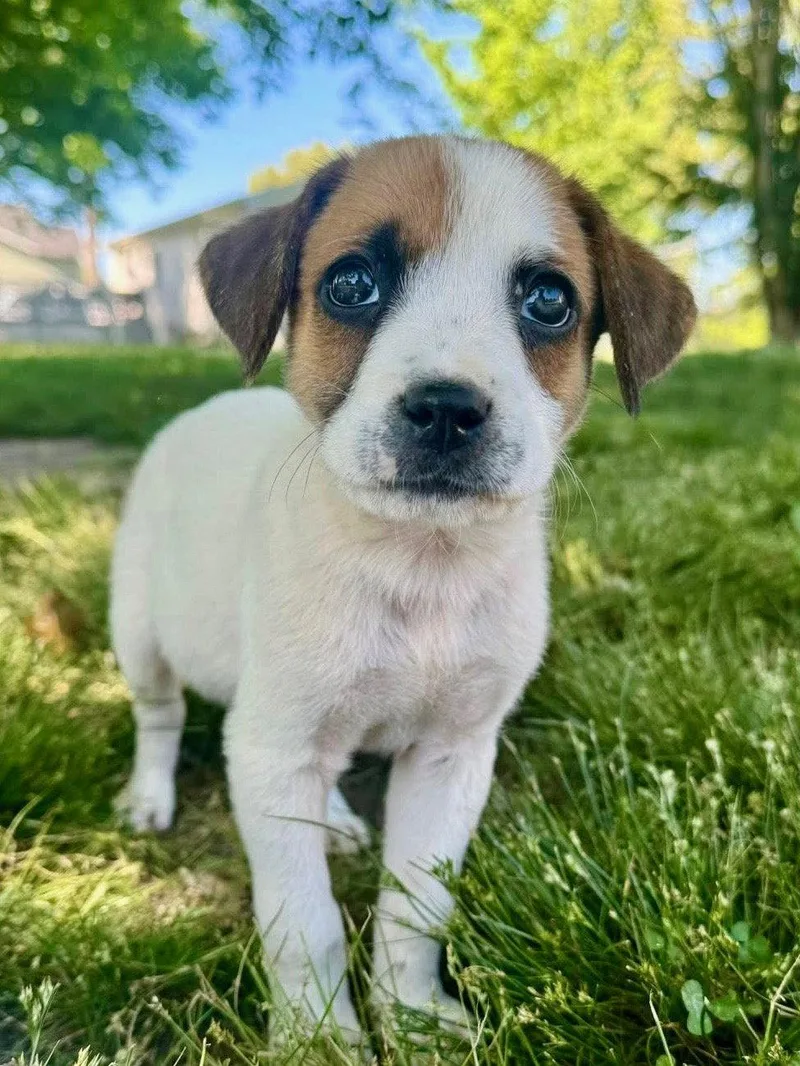 A baby medium-sized male Hound dog named Gumdrop for adoption in Nashville, TN