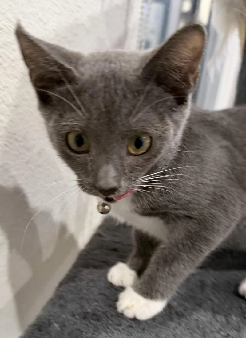 Cleo thumbnail 2